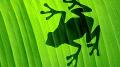 Leaves shadows Frogs