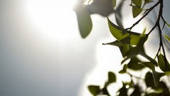 Leaves sky sunlight