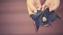 Leaves snails hands Leafy Seadragon