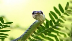 Leaves snakes depth of