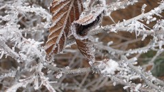 Leaves snow Frozen