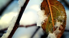 Leaves snow landscapes