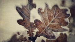 Leaves snow winter retro