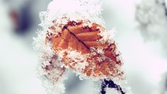 Leaves snowflakes nature snow winter bright close-up Frozen