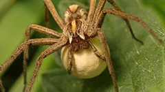Leaves spiders