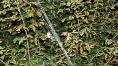 Leaves spiders spider webs