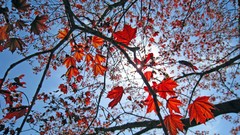 Leaves spring Canadian skyscapes