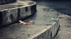 leaves stairs fall fallen leaves