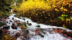 Leaves stones autumn moss waterfalls rocks streams long exposure