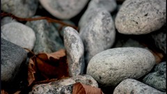 Leaves stones nature gray