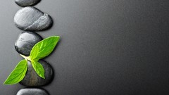 Leaves stones nature Plants pebbles Zen