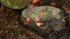 Leaves stones water Japan