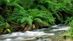 Leaves streams Ferns