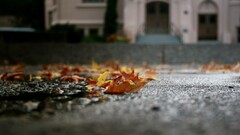 leaves street asphalt fall outdoors fallen leaves