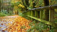 Leaves street fences paths fallen leaves