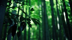 Leaves summer branches Green Wood hieroglyphs