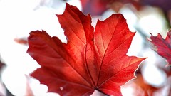 Leaves sun red Canada maple-leaf