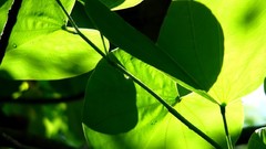 Leaves sunlight
