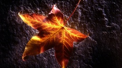 Leaves sunlight fallen leaves