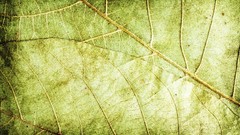 Leaves Textures