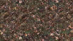 Leaves Textures fallen leaves