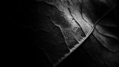 Leaves Textures nature dark monochrome