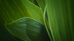 Leaves Textures nature Green
