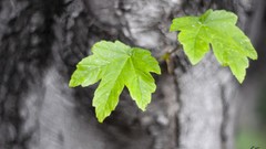 Leaves Trees