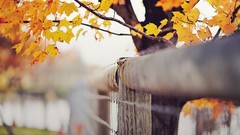 Leaves Trees autumn barbed wire fences depth of field