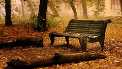 Leaves Trees autumn bench fallen leaves