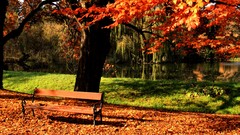 Leaves Trees autumn bench fallen leaves