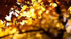 Leaves Trees autumn bokeh