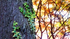 Leaves Trees autumn branches Green Plants maple-leaf