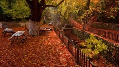 Leaves Trees autumn fallen leaves