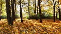 Leaves Trees autumn fallen leaves
