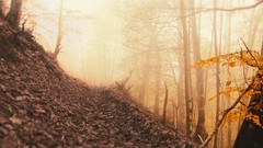 Leaves Trees autumn forests