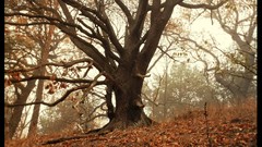 Leaves Trees autumn forests