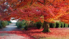 Leaves Trees autumn leaf