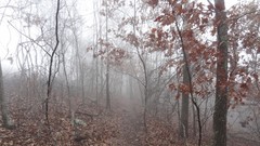 Leaves Trees autumn mist forests