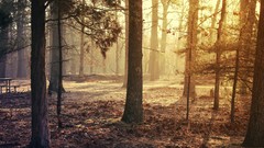 Leaves Trees autumn Park sunlight forests