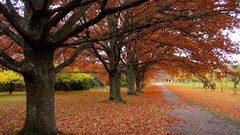 Leaves Trees autumn Parks paths