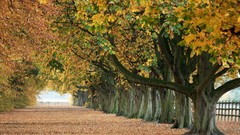 Leaves Trees autumn paths fallen leaves