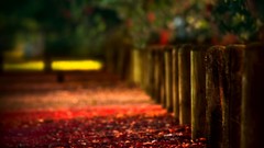Leaves Trees autumn railing roads fences bokeh blurred fallen 