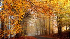 Leaves Trees autumn roads fallen leaves