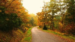 Leaves Trees autumn roads fallen leaves