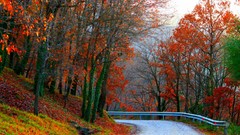 Leaves Trees autumn walk streets