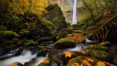Leaves Trees autumn waterfalls forests