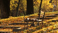 Leaves Trees bench fallen leaves