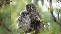 Leaves Trees Birds Owls