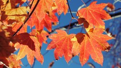Leaves Trees blue seasons red autumn branches orange